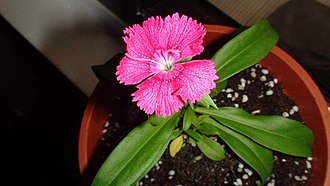 A flower of Dianthus Flower dianthus.JPG