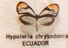 Hypoleria chrysodonia.jpg