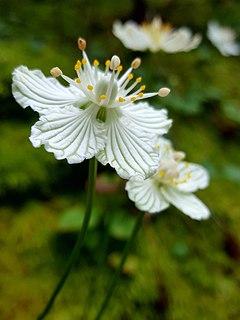 <i>Parnassia caroliniana</i> Species of flowering plant
