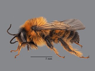 <i>Dasypoda radchenkoi</i> Species of bee