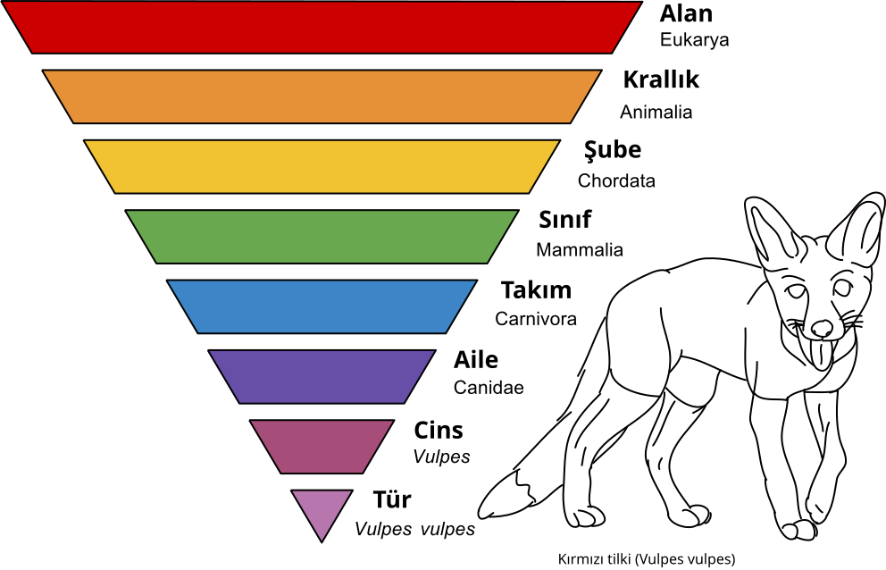 File:Taxonomic Rank Graph tr.svg - Wikipedia