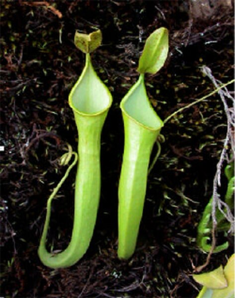 Upper pitchers of a plant identified as N. naquiyuddinii