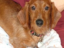 Red wire-haired dachshund