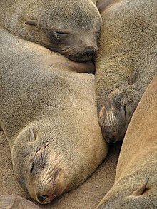 Cape fur seals on Namibian coast, 2007. SAC Namibia-seals-1.jpg