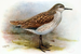 Kiritimati sandpiper