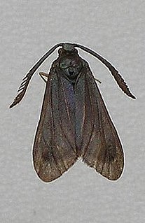 Levuana moth species of insect