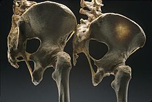 A male pelvis (left) compared to a female pelvis (right) from a posterolateral view. Differences in the sciatic notch and overall shape of the ilium can be observed. Male and Female Pelvis.jpg