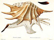 A colored drawing of Lambis truncata from Kiener, 1843, depicting both the shell and soft parts Lambis truncata Kiener1843.jpg