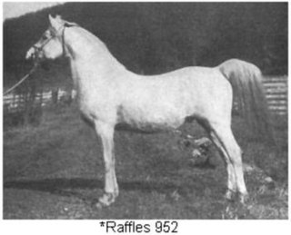 <span class="mw-page-title-main">Raffles (horse)</span> 20th-century Arabian stallion