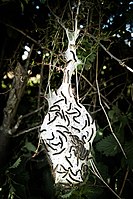 Tent caterpillars uk.jpg