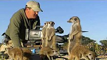 Robin Smith finds himself surrounded by foraging meerkats while filming them Filming Meerkat Manor.jpg