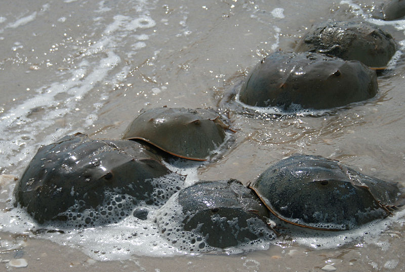 File:Horseshoe crab mating.jpg