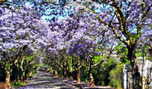 Rhodes Avenue. A typical Parktown street with the Jacaranda trees in full bloom Rhodes Avenue Parktown.png