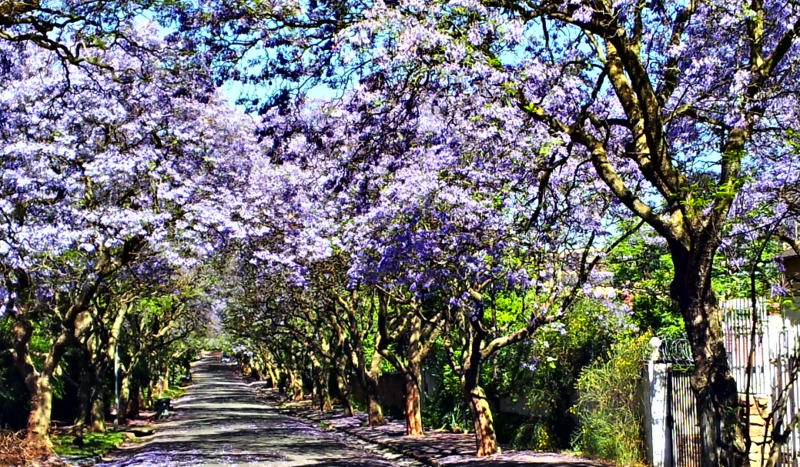 File:Rhodes Avenue Parktown.png