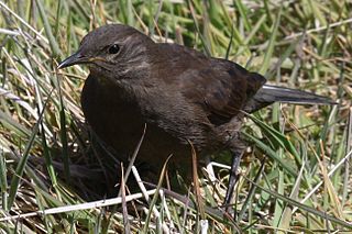 Blackish cinclodes Species of bird