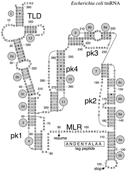 File:EsccolitmRNA2009.png