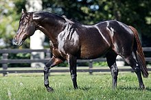 OReilly racehorse.jpg