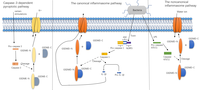 Overview of pyroptosis pathways Pyroptosis pathways 2.png