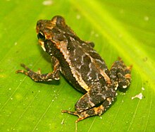 Wet forest toad.jpg