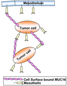 Tumor metastasis initiated by interactions between MUC16 and mesothelin. Peritoneal metastasis of Ovarian Cancer.tiff