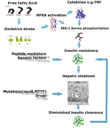 Mechanism leading to hepatic steatosis Steatosis.jpg