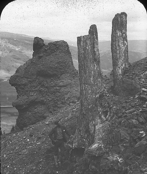 File:Ward and fossil tree trunks.jpg