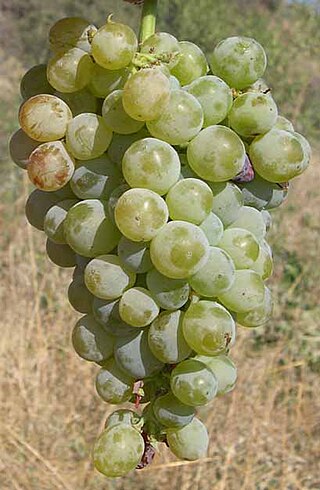 <span class="mw-page-title-main">Xynisteri</span> Variety of grape