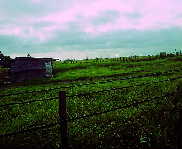 Rice field in Barangay San Rafael, depicts the municipalities agricultural abundance.