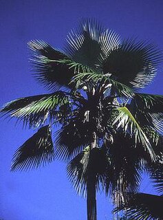 <i>Pritchardia viscosa</i> Species of palm