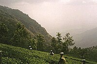 Daily wage laborers plucking Nilgiri Tea at a Tea Garden in Coonoor.