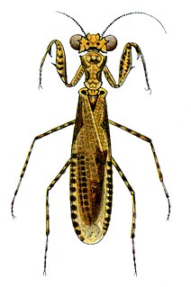 <i>Metoxypilus costalis</i> Species of praying mantis