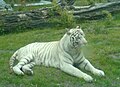 A white tiger, taken in Wroclaw zoo