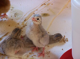 A three-day-old keet Lavender Keet.jpg