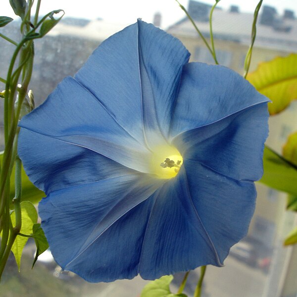 File:Morning Glory Flower square.jpg