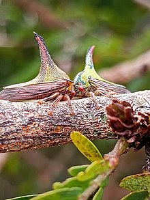 Color variation in U. spinosa Umbonia01.jpg