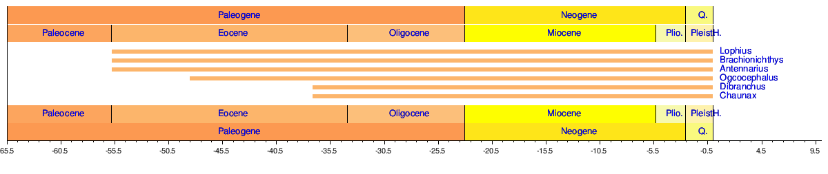 Deep Sea Anglerfish Size Chart