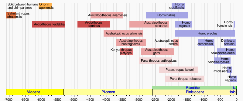 Evolution Of Man Timeline Chart