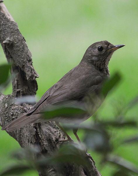 Темно серые птицы. Серый Дрозд (Grey Catbird). Дрозд дымчатый. Дрозд Бикнелла. Птицы Подмосковья Дрозд.