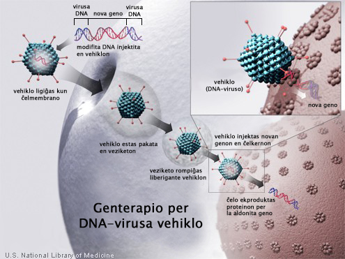 Dosiero:Genterapio1.jpg