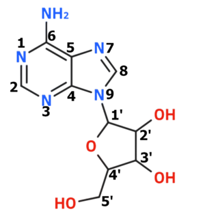 Numerita strukturo de la adenozino.