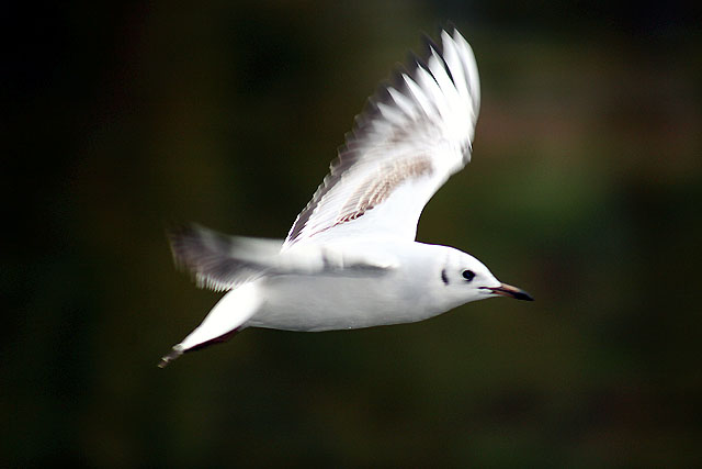 پرونده:Gull 2.jpg