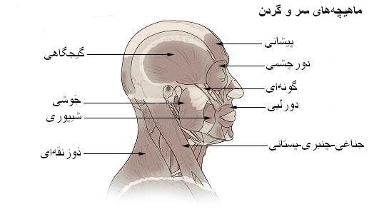 پرونده:ماهیچه‌های سر و گردن.jpg