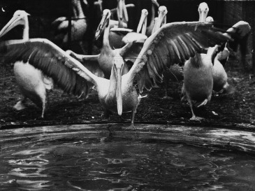 پرونده:Pelicans at the zoo screenshot.jpg