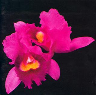 پرونده:Opeth Orchid European Original.jpg