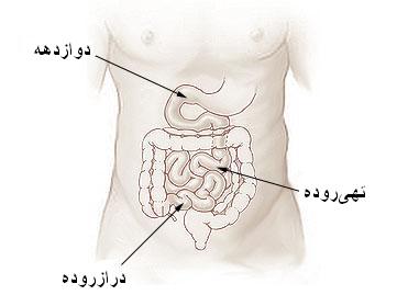 پرونده:روده‌ها.jpg