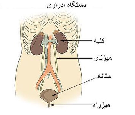 پیشاب‌راه