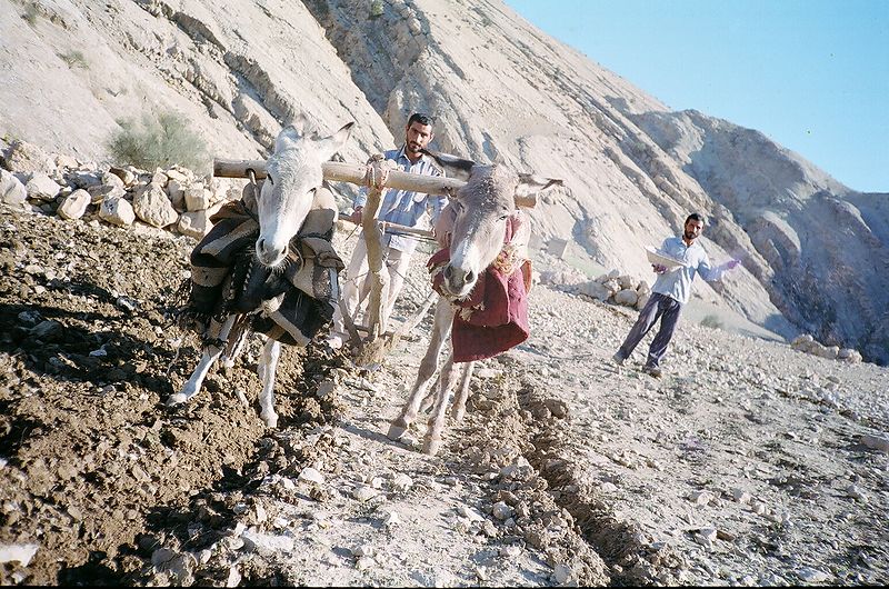 پرونده:Shokhm zadan zamin ba khish va olagh ba pashidan gandom.JPG