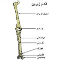 استخوان‌های پا.JPG