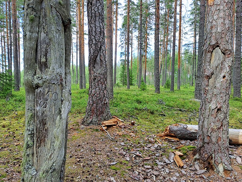 Tiedosto:Pyhäkankaan karsikko (1800-luku) - Häkkiläntie 1475 kohdalta noin 50 m pohjoiseen, sitten 350 m länteen - Saarijärvi.jpg