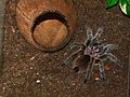 Pienoiskuva sivulle Chilentarantula